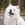 Samoyed